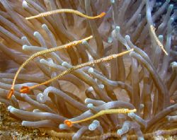 5 Ringed Pipefish - Lembeh by Dale Treadway 
